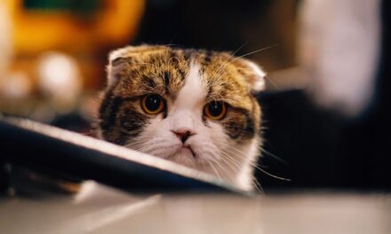 Twitter Q&A app Curious Cat loses domain, posts bizarre tweets