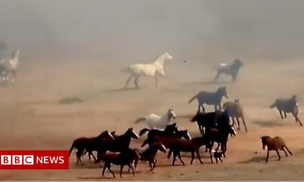 Horses flee from flames in Texas grass fire