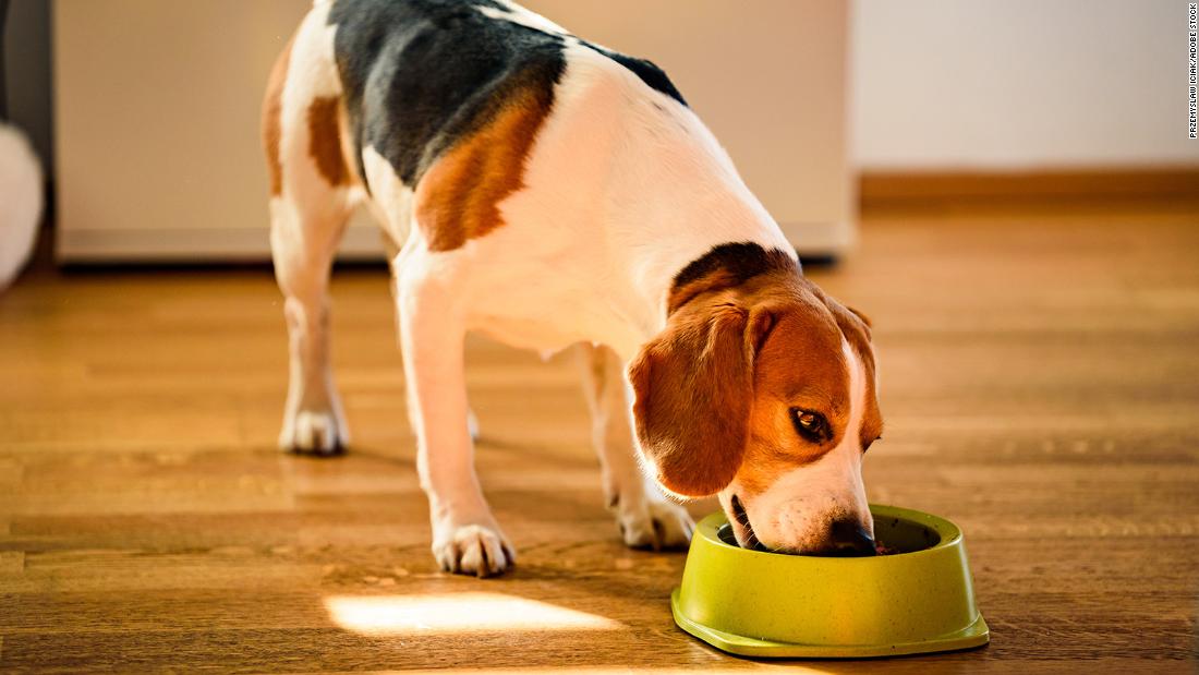 How often you wash your dog’s bowl can affect your health, too, study says