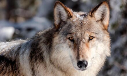 Gray wolves may soon have protected lands that span across these 11 states